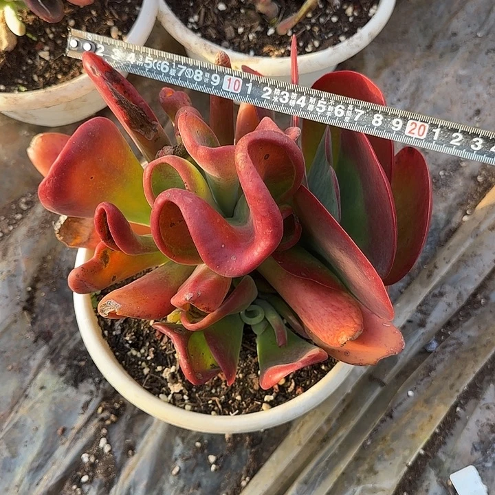 火狐狸797 多肉植物一物一拍