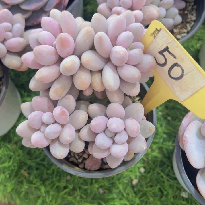 健健康康平平安安