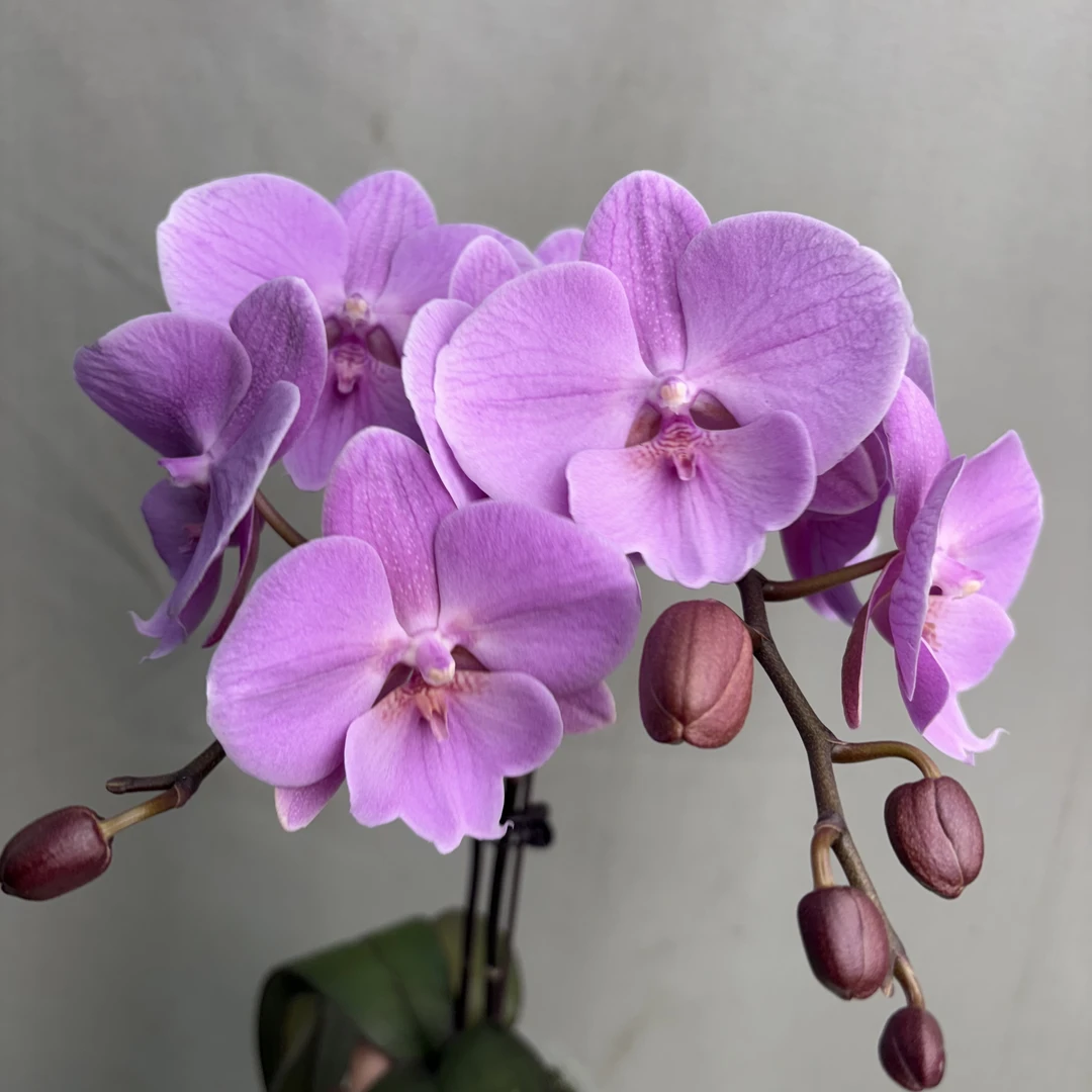 【缤纷花园】蝴蝶兰(米奇粉)单花剑花卉盆栽室内客厅盆栽