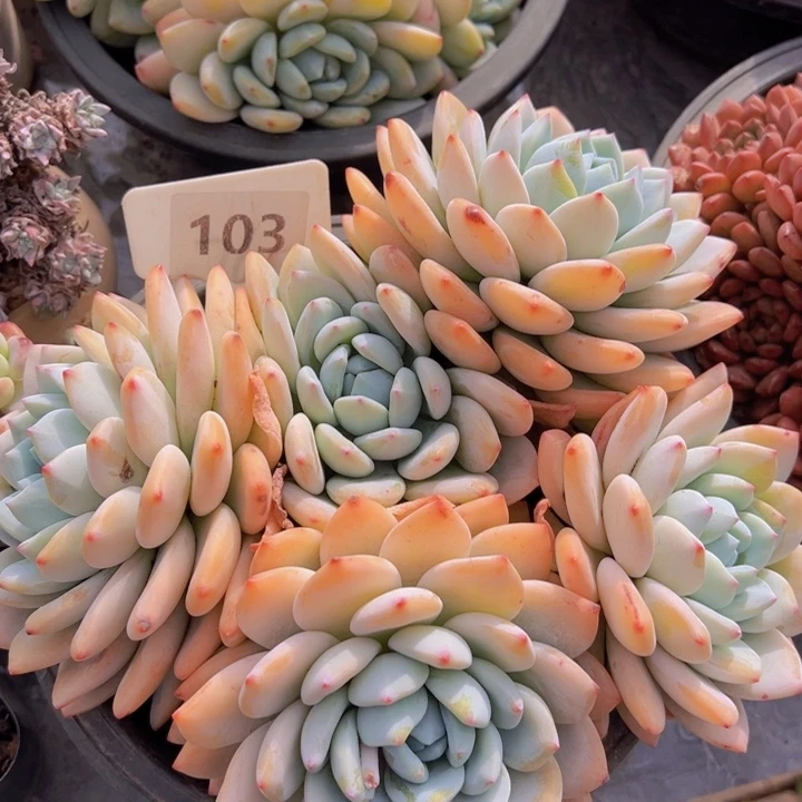 健健康康平平安安