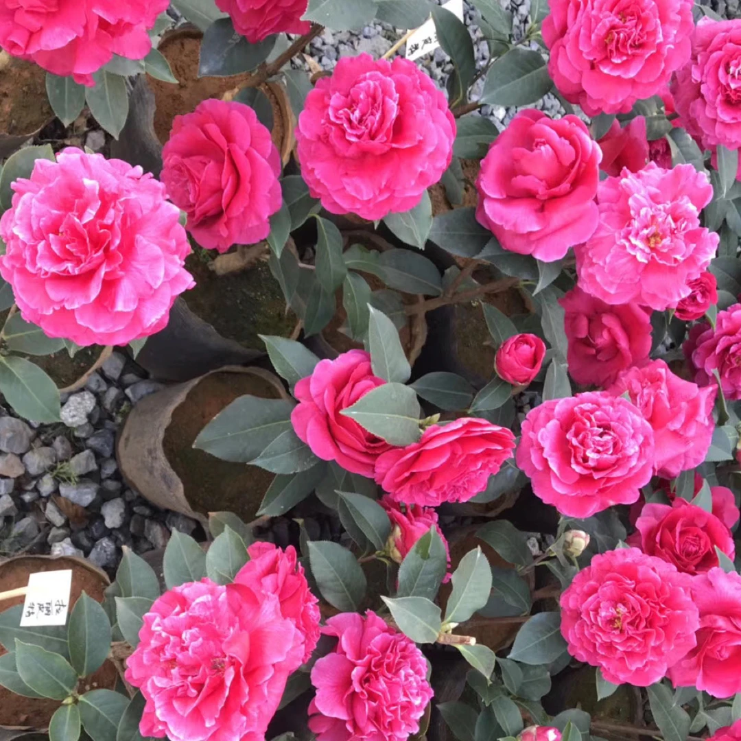 大理茶花基地自产自销云南茶花云茶大理茶花花卉年宵花