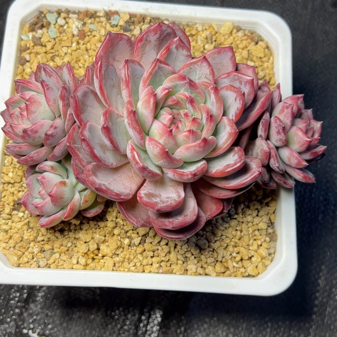 【闪购商品】红鸾58.8