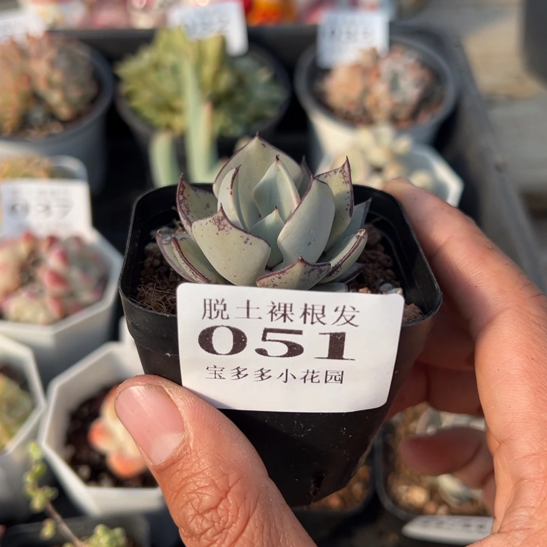 剑斯诺娃多肉满28包邮脱土发