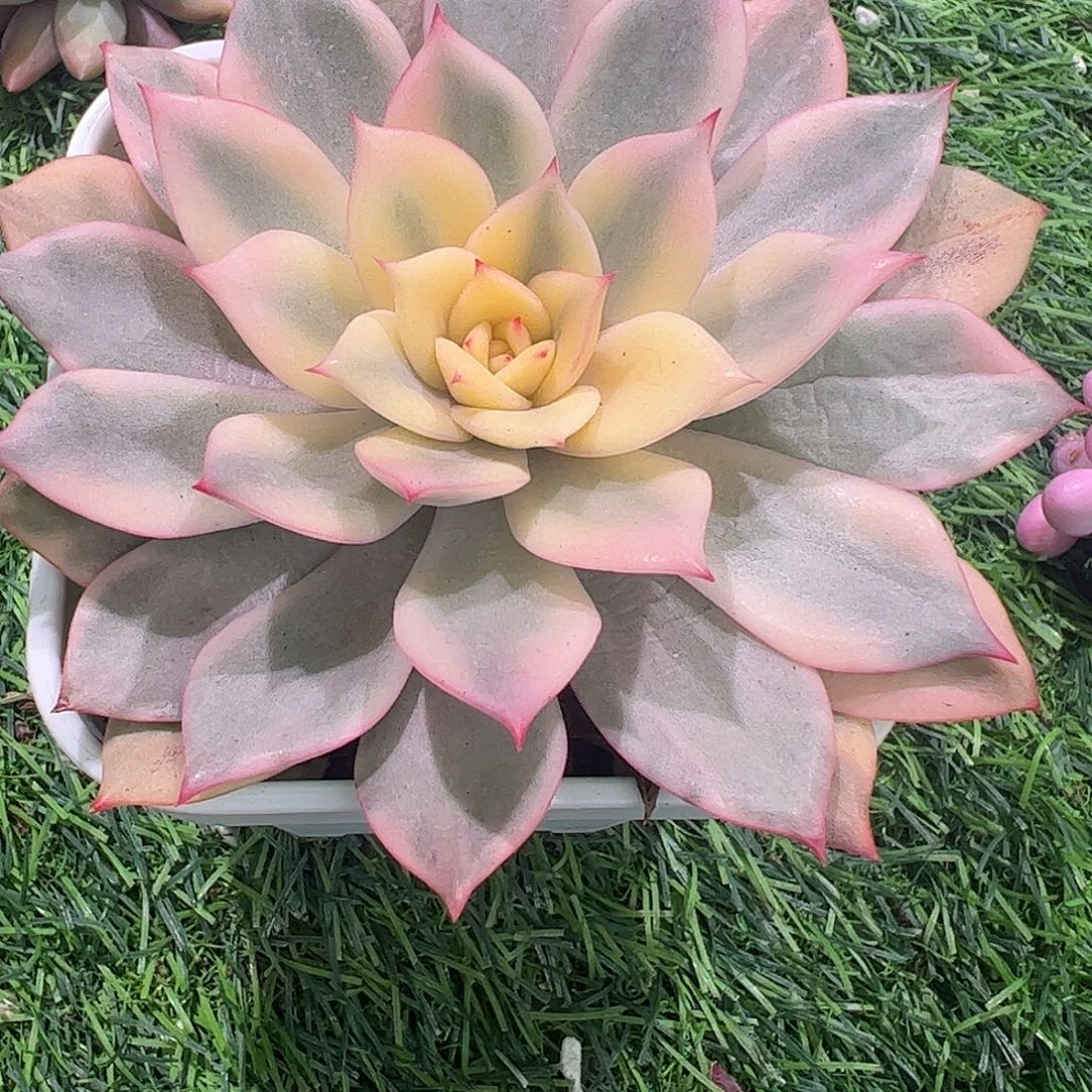 知***豹多肉植物多肉植物