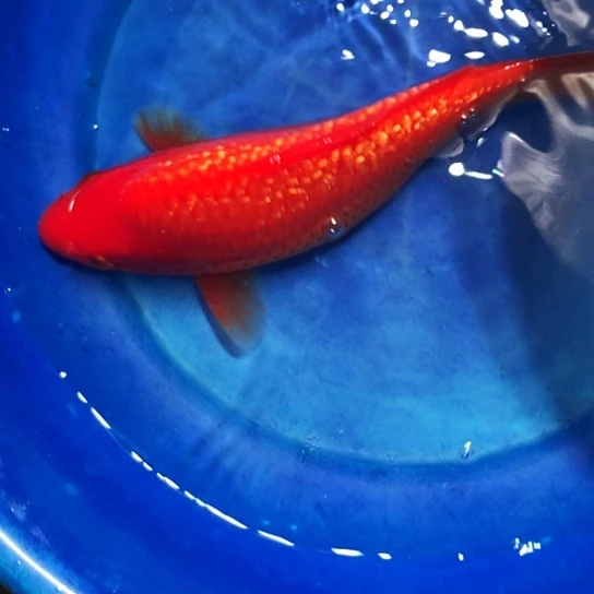 锦鲤尾形大砲血统银鳞火鲤