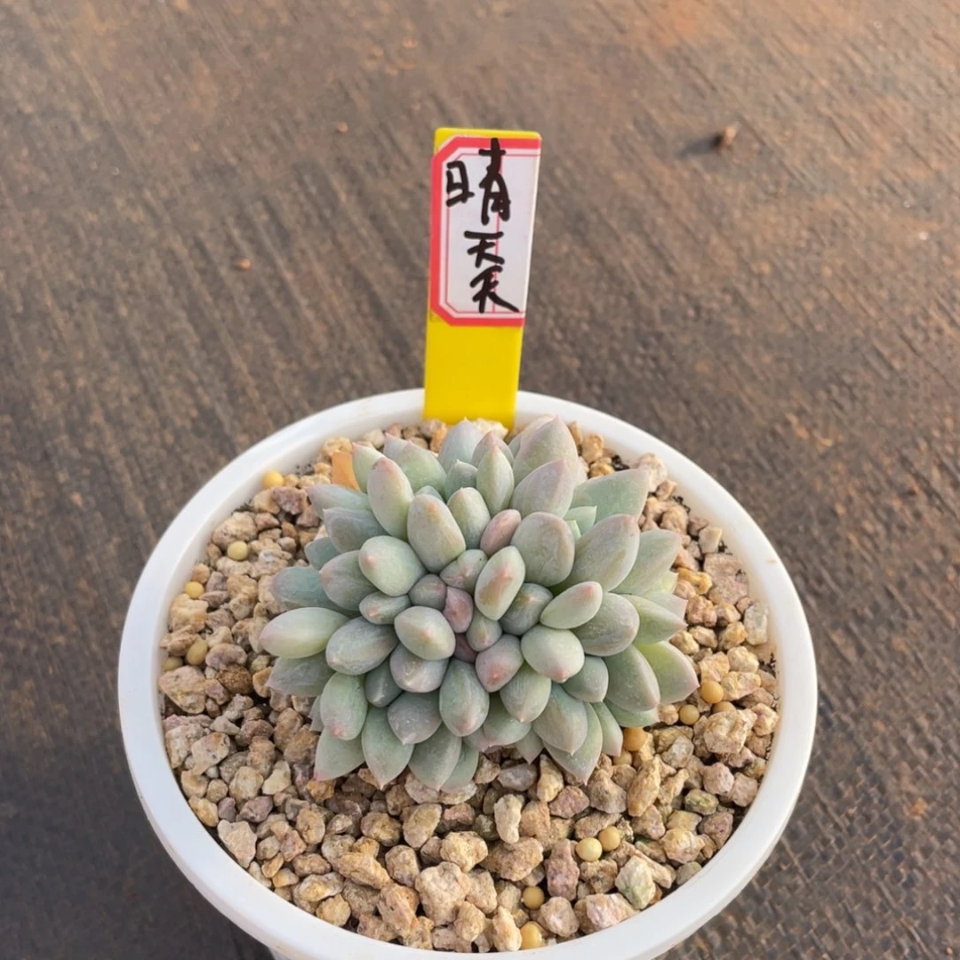 晴*天多肉植物2586389