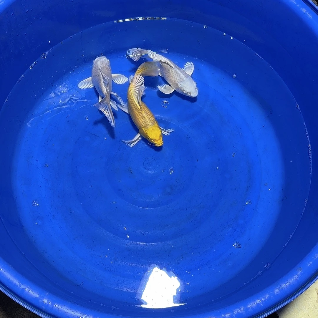 蝴蝶鲤鱼冷水鱼短身蝴蝶大为大气