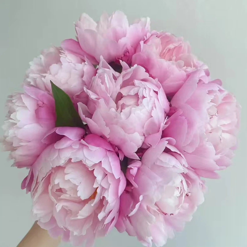 现货【粉凌红花】山东重瓣芍药鲜花鲜切花基地直发