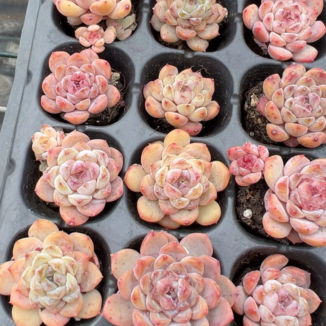 冰糖雪梨穴盘到手7颗 大小3cm 量拍多肉满18包邮