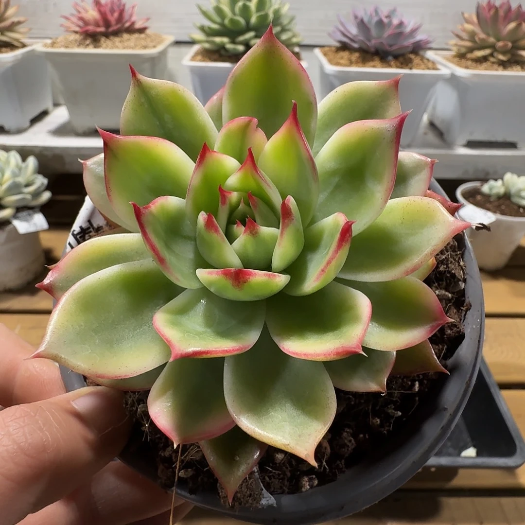 桃花锦1111187-213