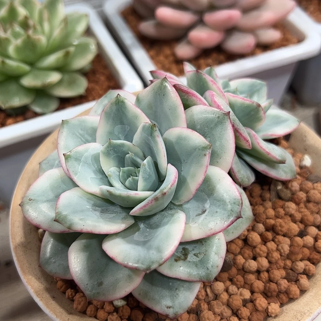 奶油黄桃锦双头多肉植物