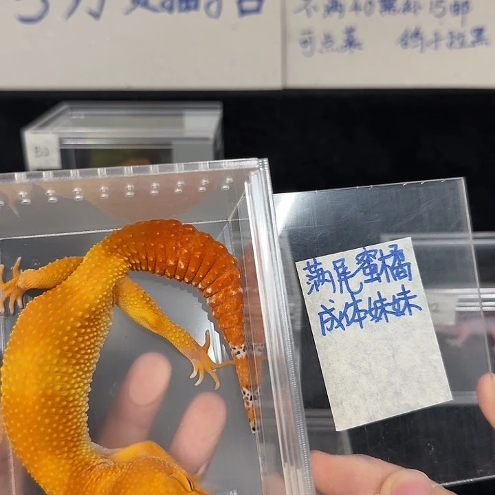 豹纹守宫满尾蜜橘，成体妹妹