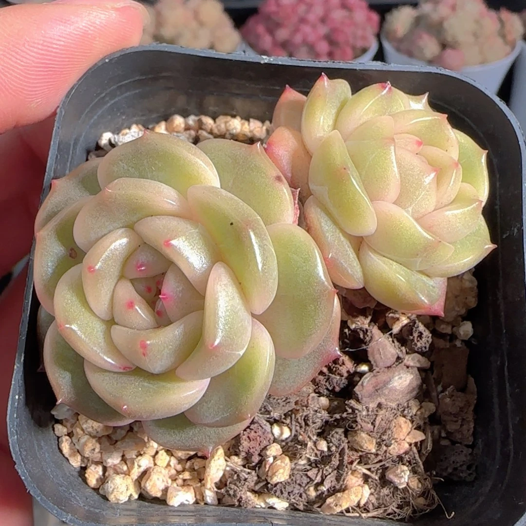 多肉0101-02新年快乐