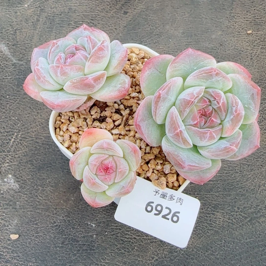 流心珍妮，6926多肉植物