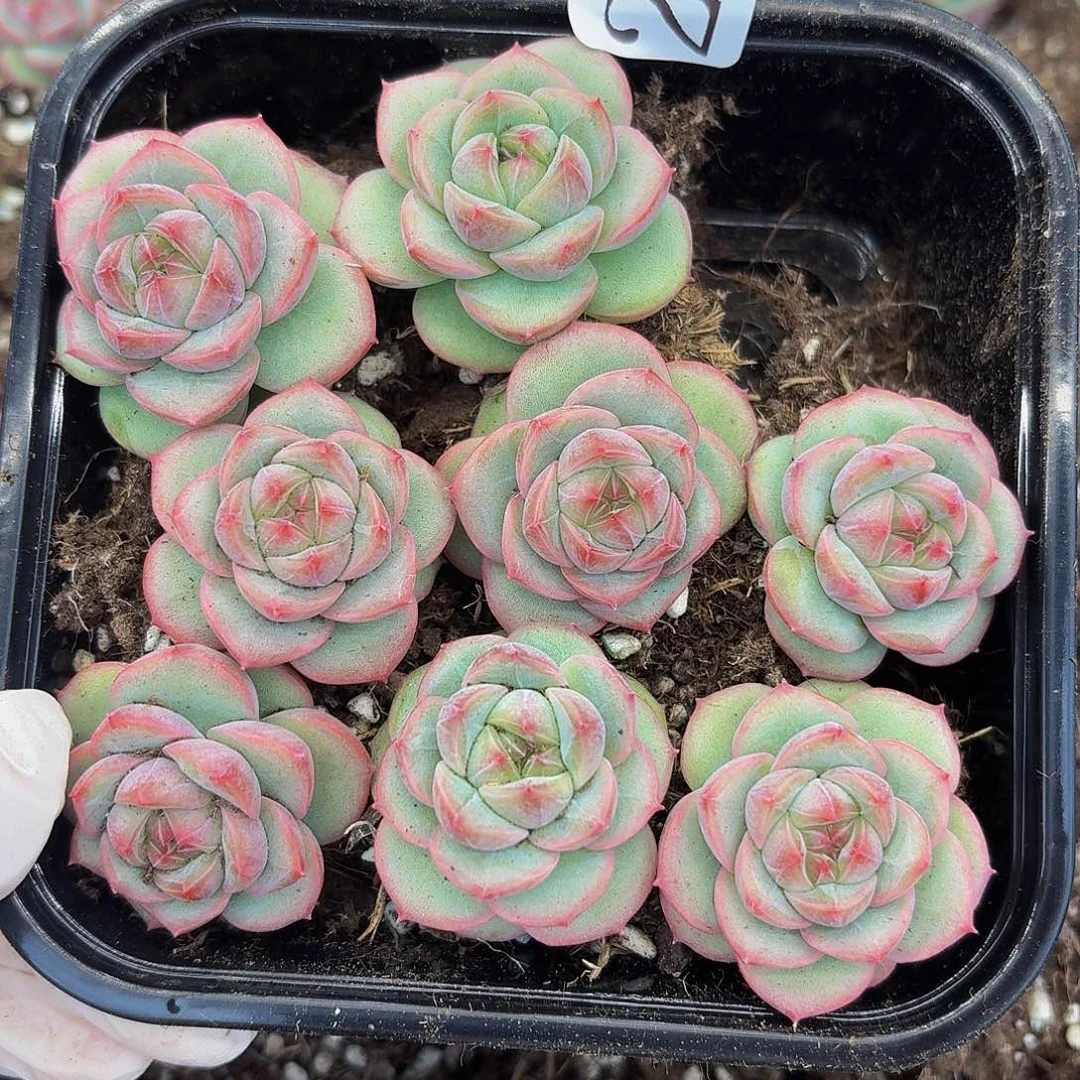 多肉植物多肉植物244