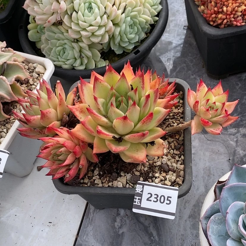 【闪购商品】红枫2305