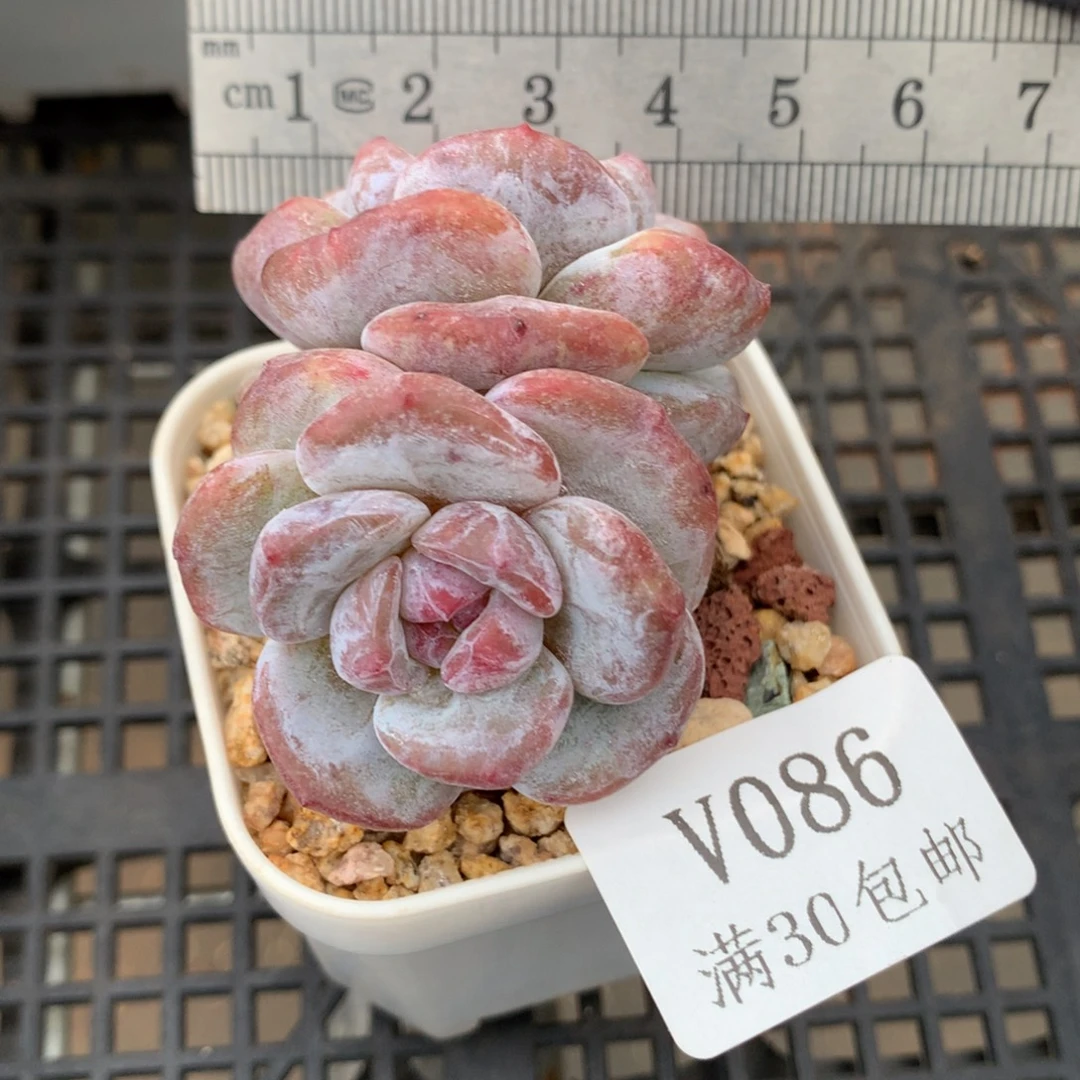 86。石化石榴籽星影。