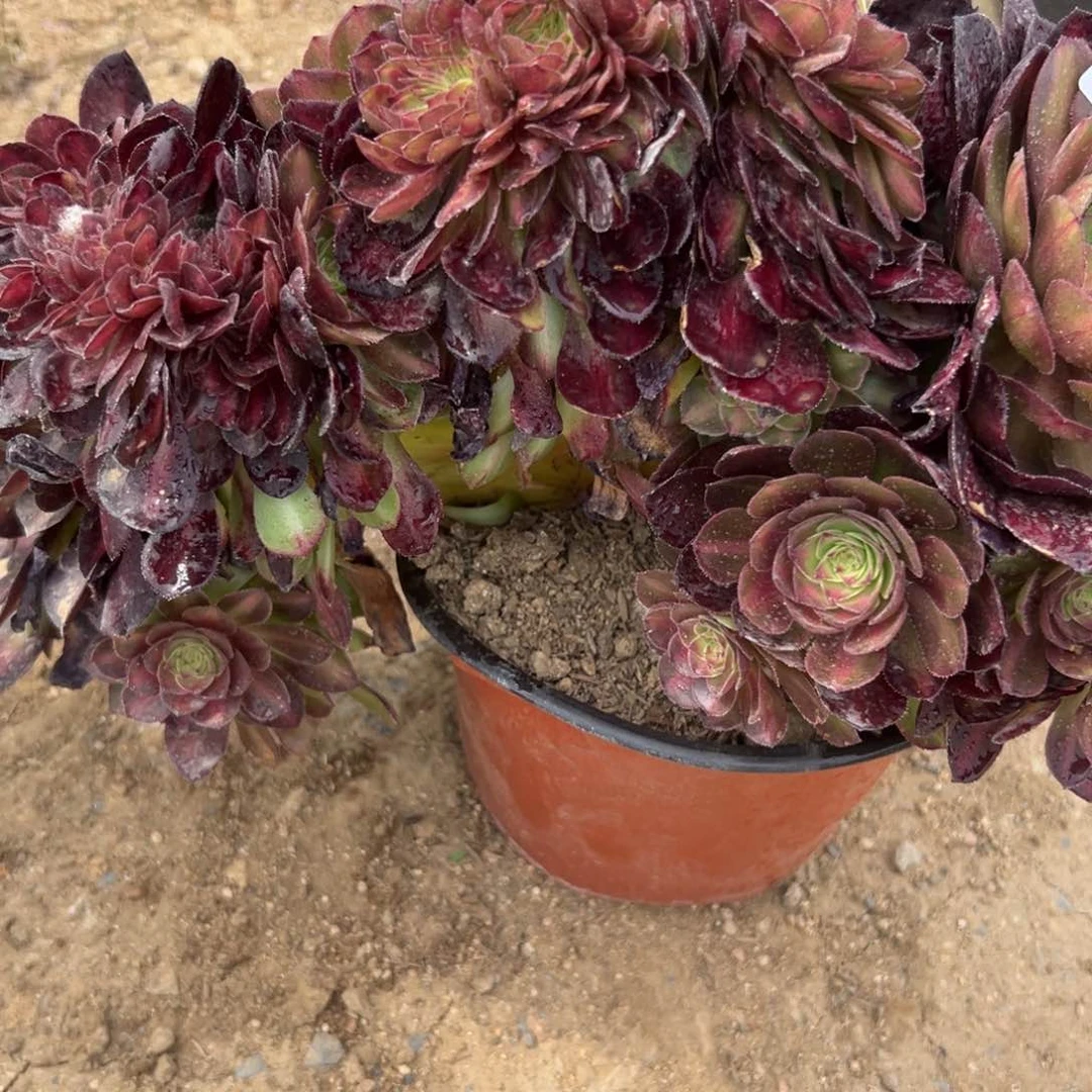 174红茶缀多肉植物