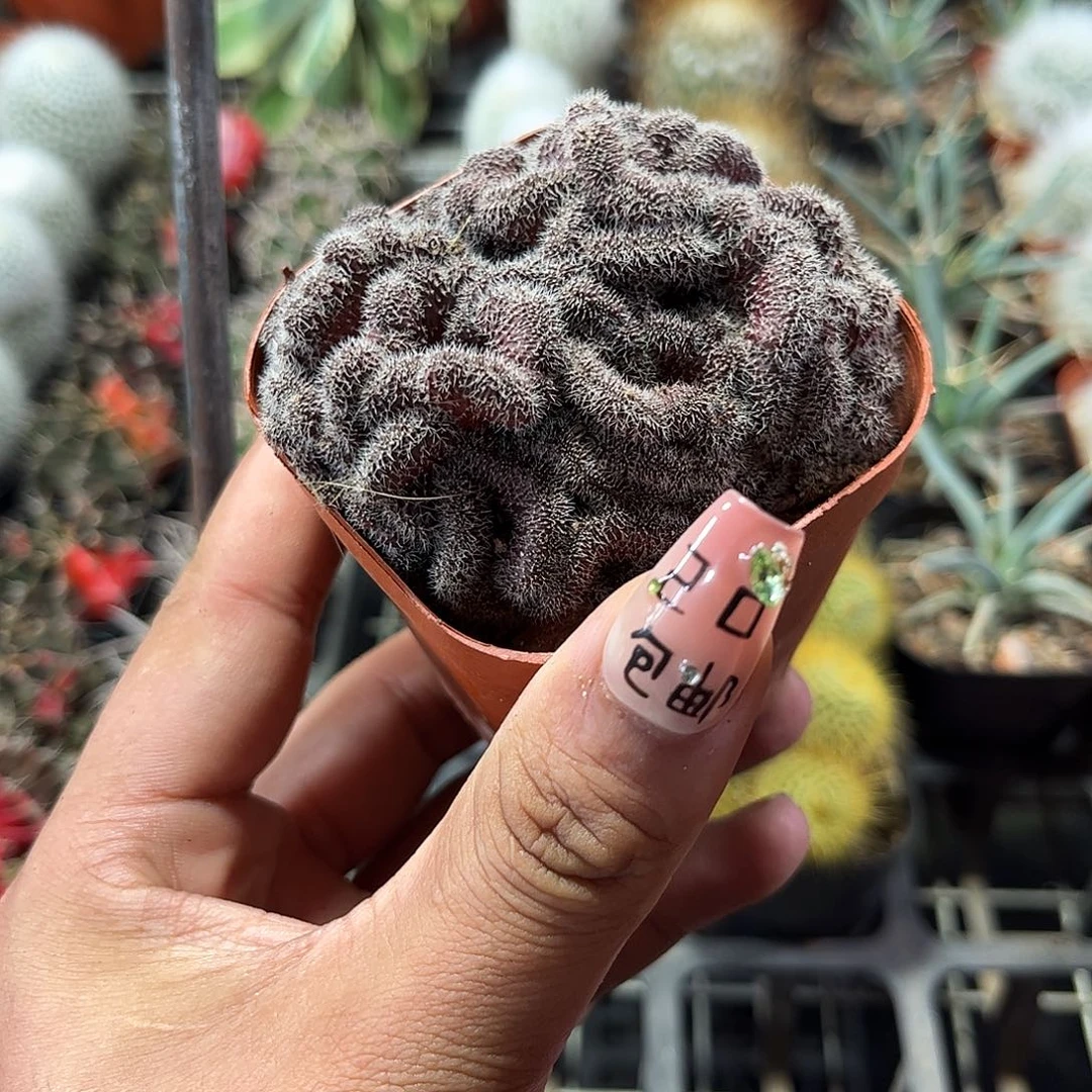 紫彩草缀化单头发货