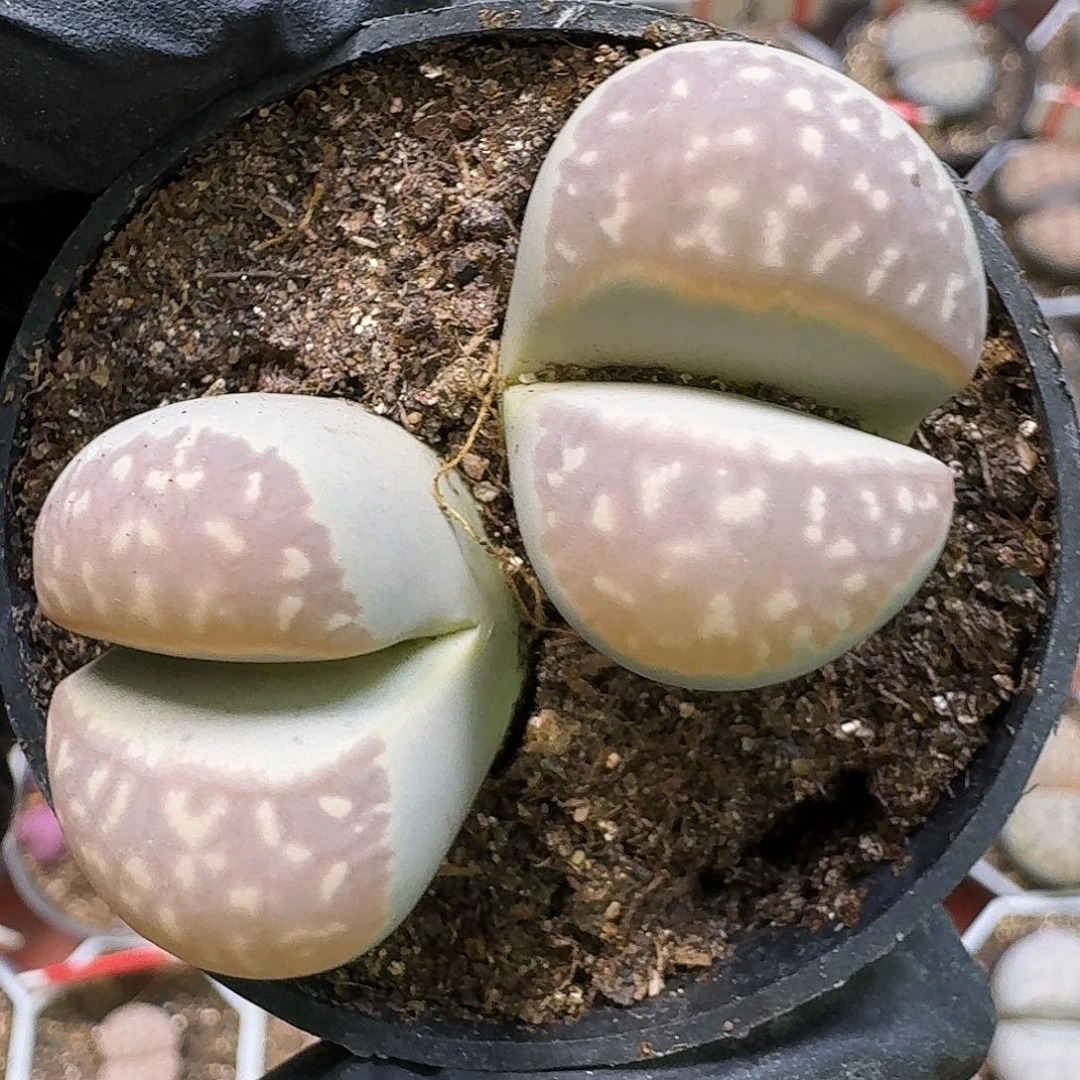 生石花23:：/。  352号