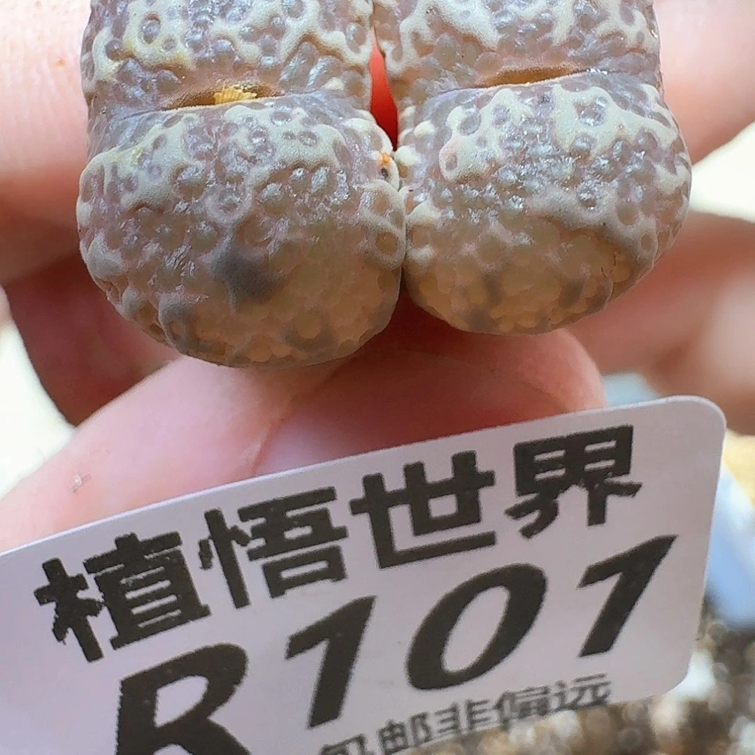 多肉植物的润泽地f