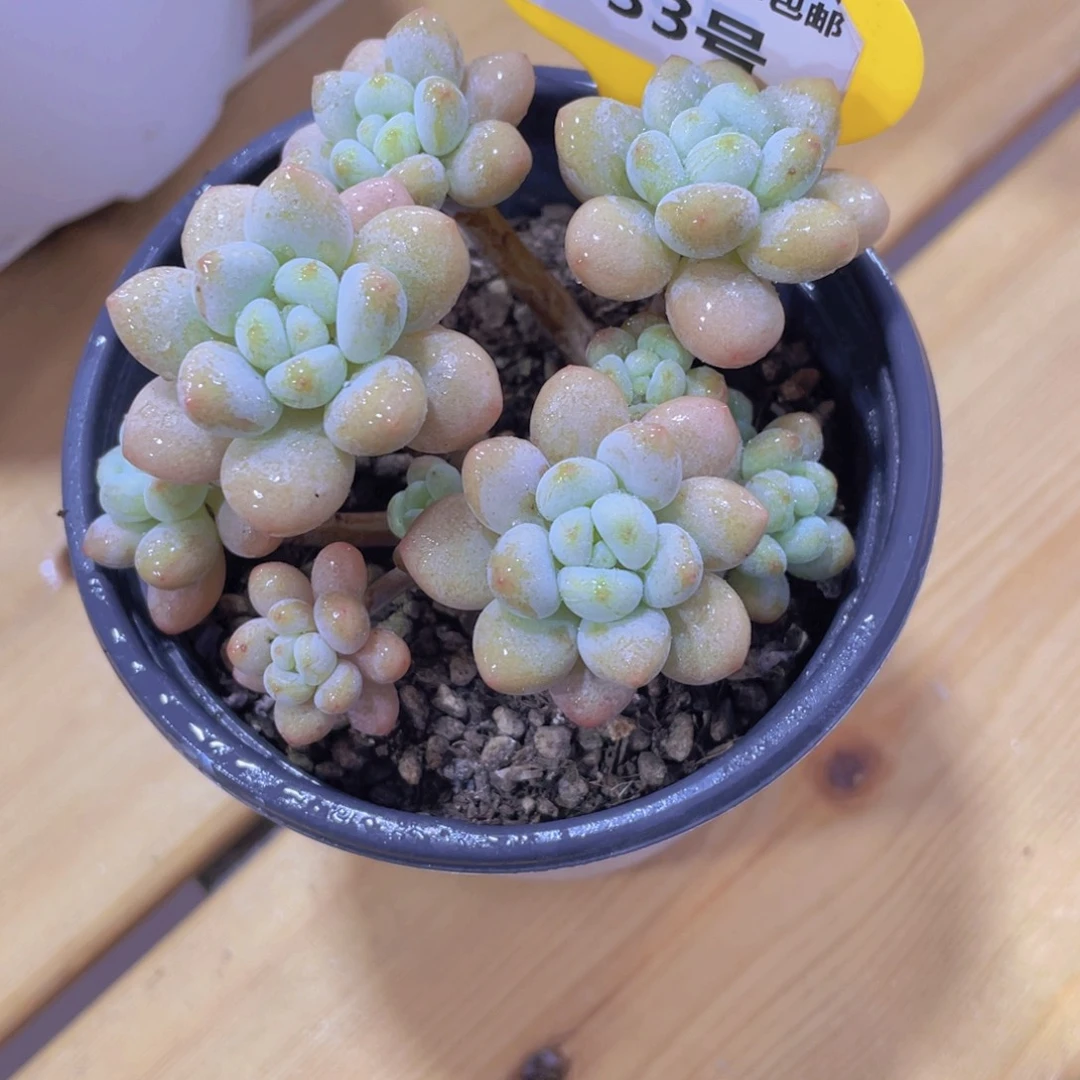 133号 老桩洛可可精品
