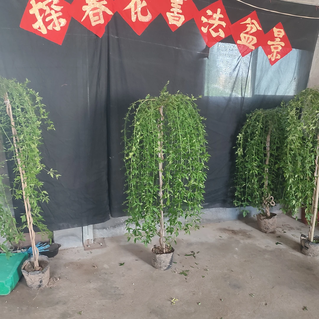 高杆垂均探春梅花盆景