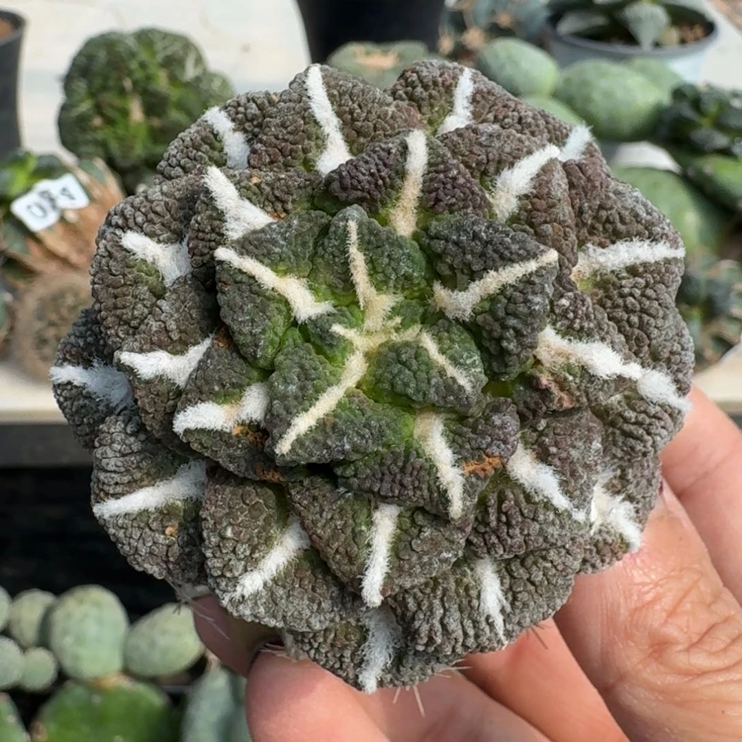 【闪购商品】无花朵福利泰系大尤黑