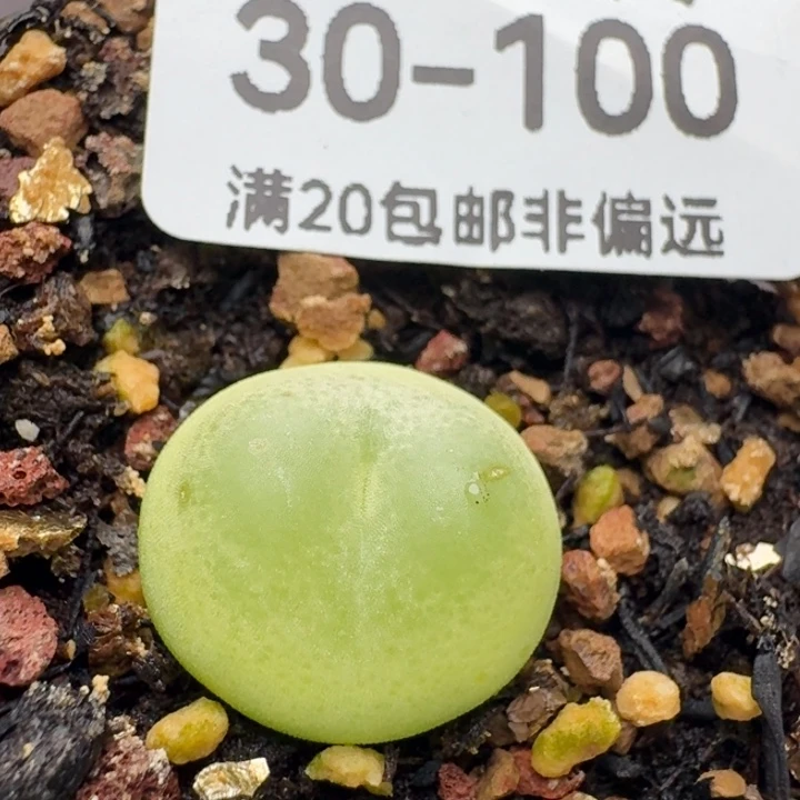 带盆1.6有瑕疵。