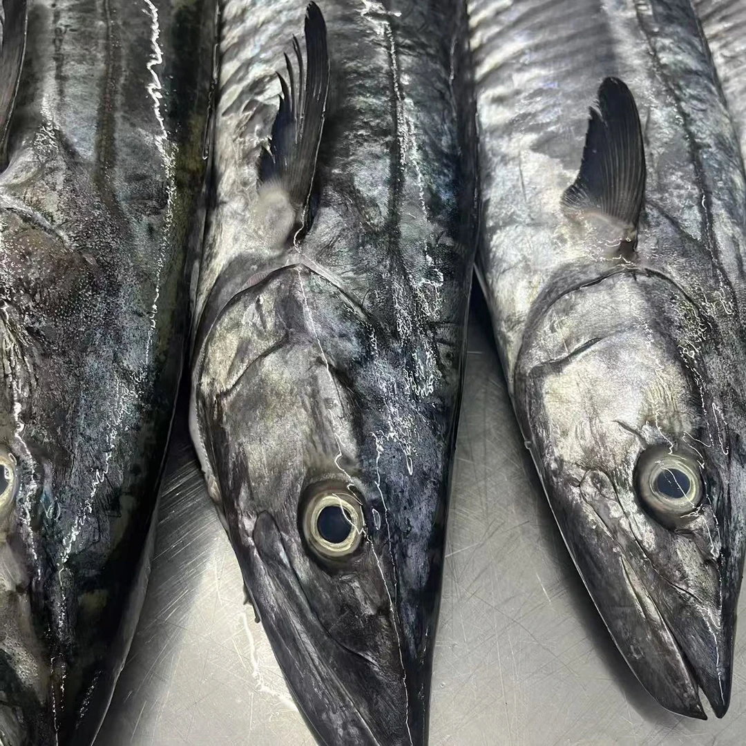 14斤正宗康氏马鲛鱼博贺港新鲜鲜活速冻深海海钓肉质鲜嫩顺丰包邮