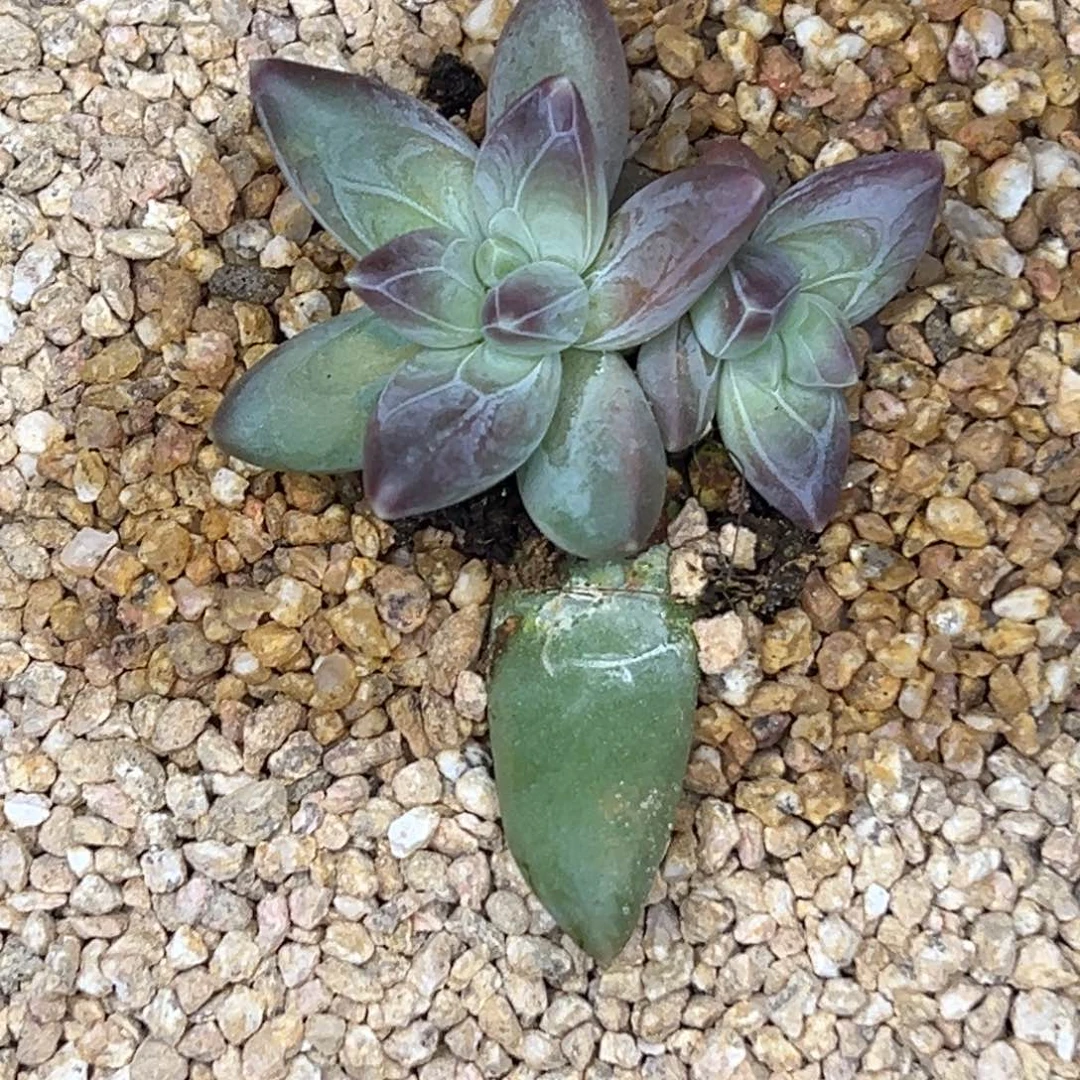 新***务新车直通服务 雪王苗