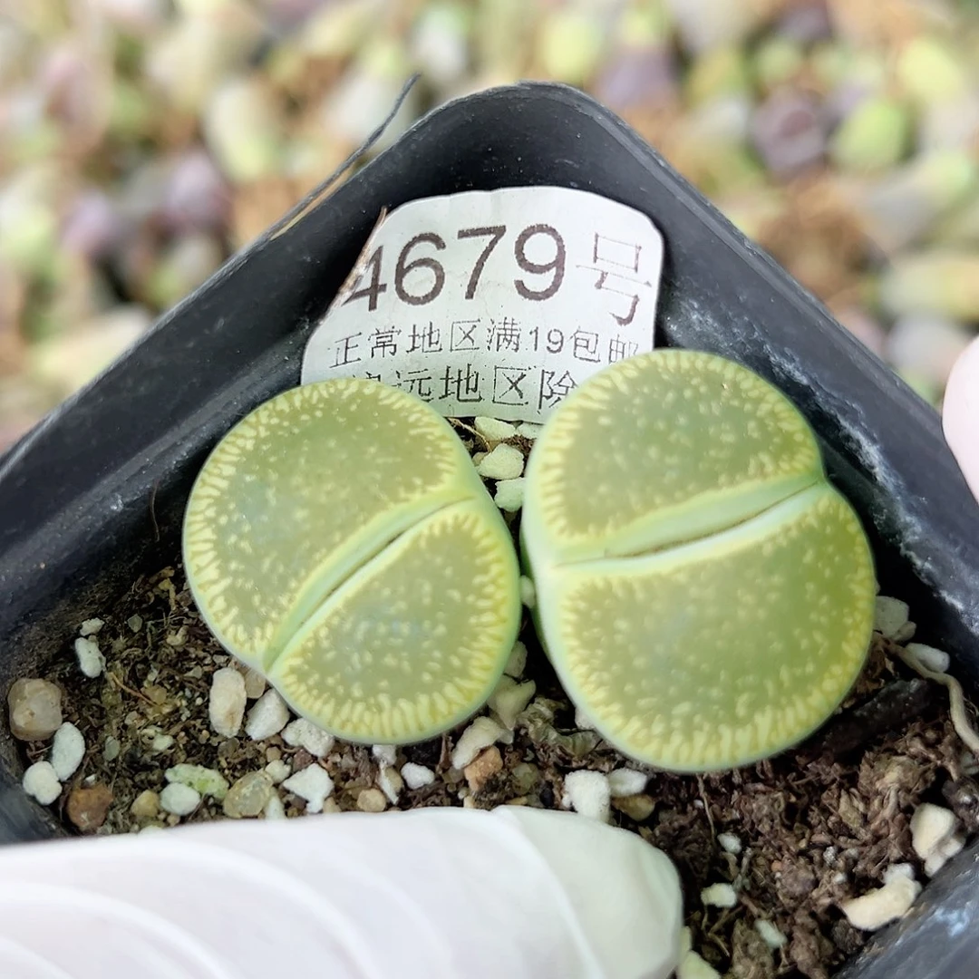4679 好养易活生石花大母本
