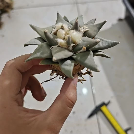 一物一拍，实生仙人球！