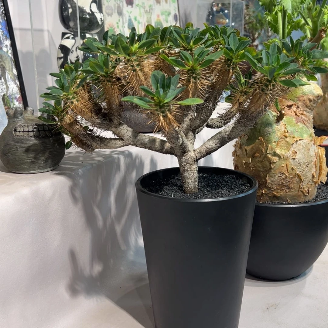 愚*鬼切阁。