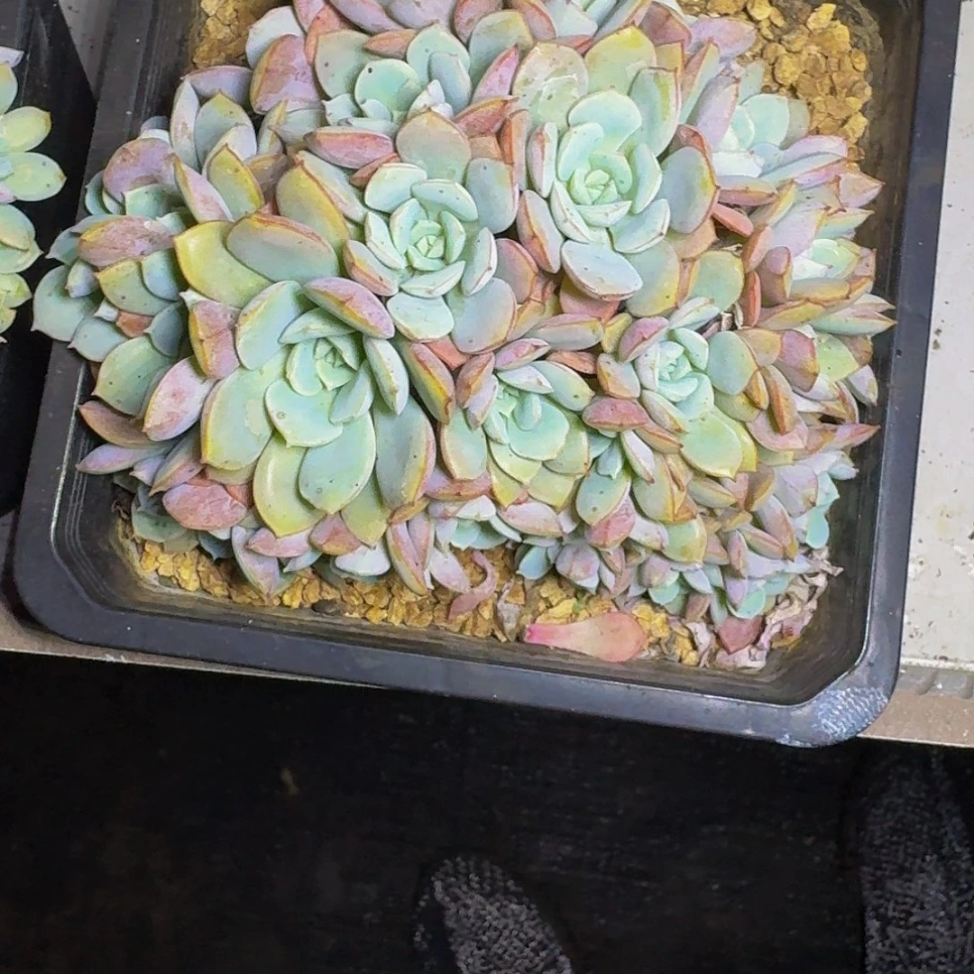 比利时 玫瑰 朵朵缀