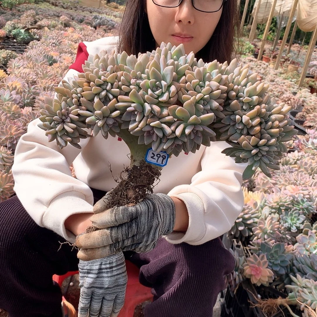 299 淡雪缀 一物一拍多肉植物