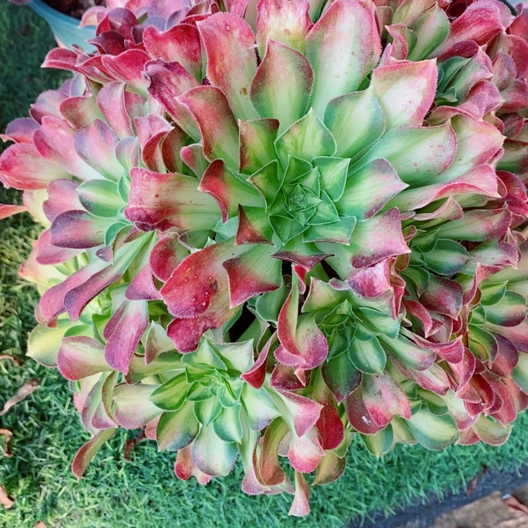 完全开放韶华多肉1颗多肉多肉