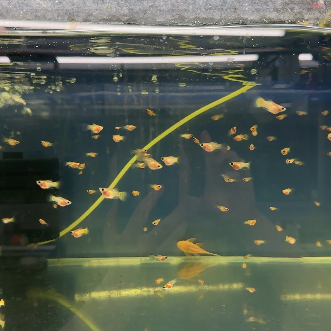 孔雀鱼黄金+蕾丝玻璃猫苗10条