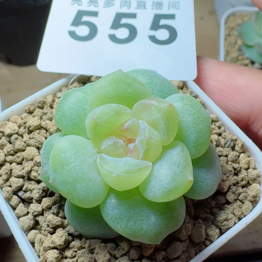 冰月            精美多肉植物