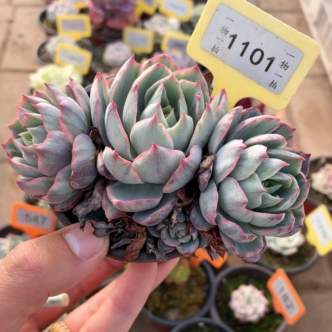 【闪购商品】1101号