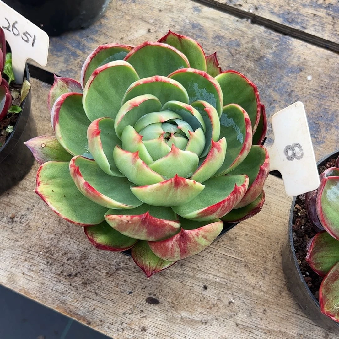 ****࿐惊鸿仙子一物一拍8号