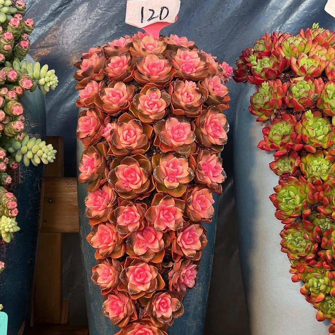 120巧克力玫瑰多肉