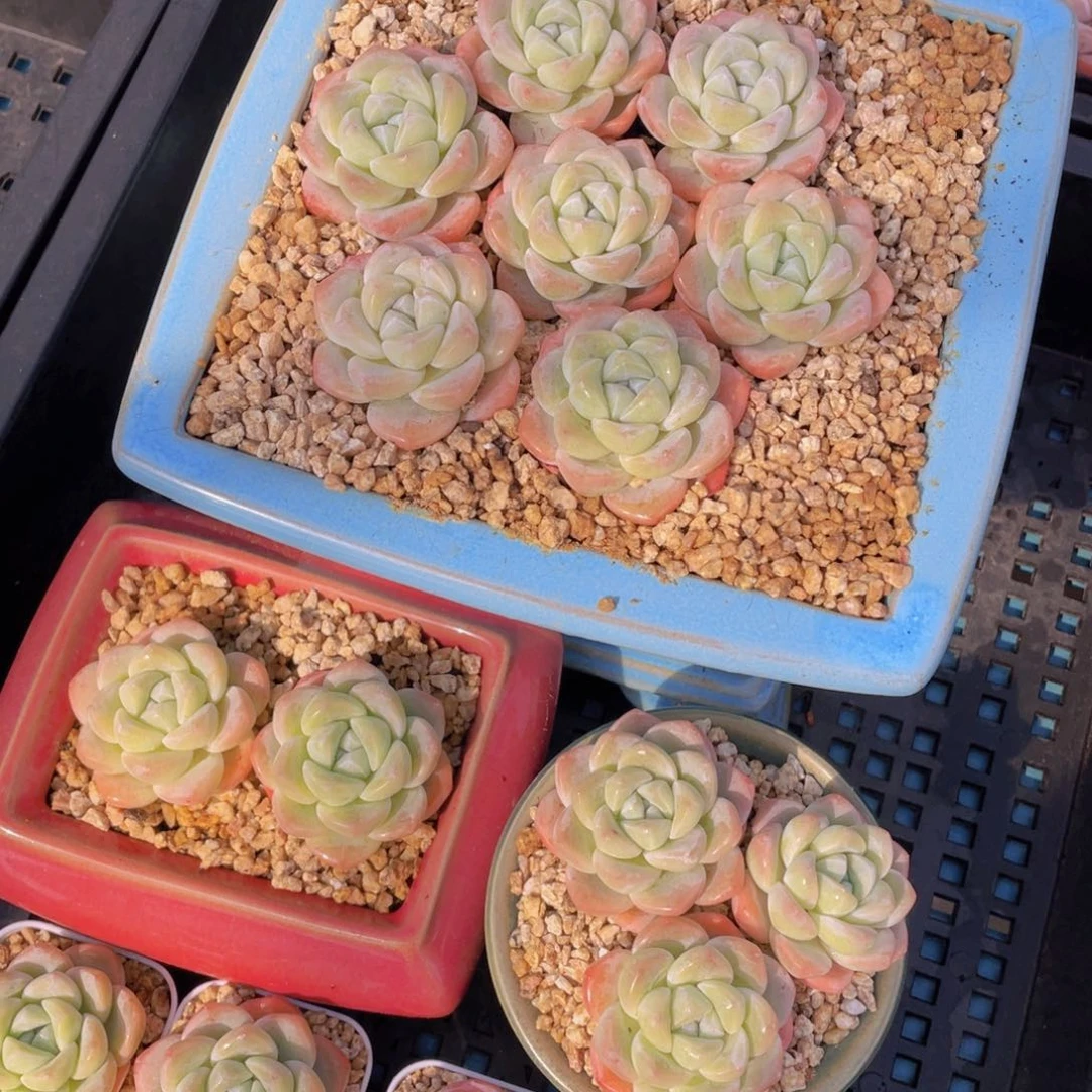 量拍37号奶油胖冰玉单头七个z带小白方