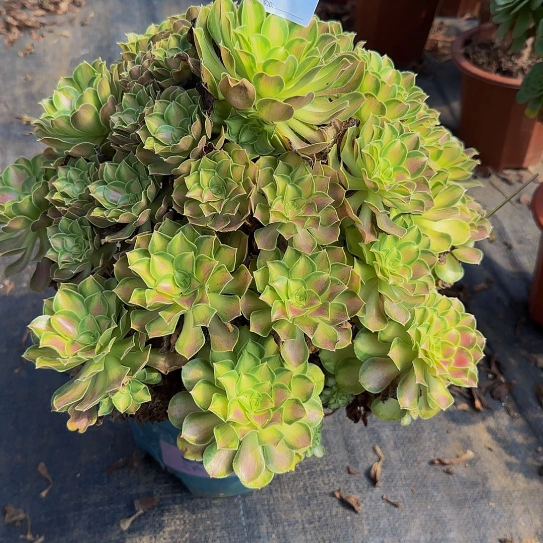 用***6无花朵647韶华法师，多肉植物