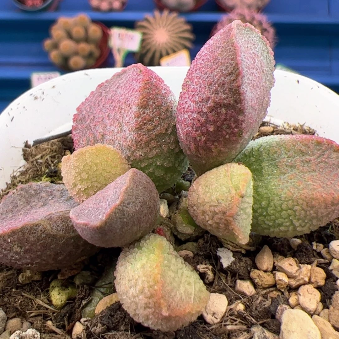 小***跑赛猪肝。