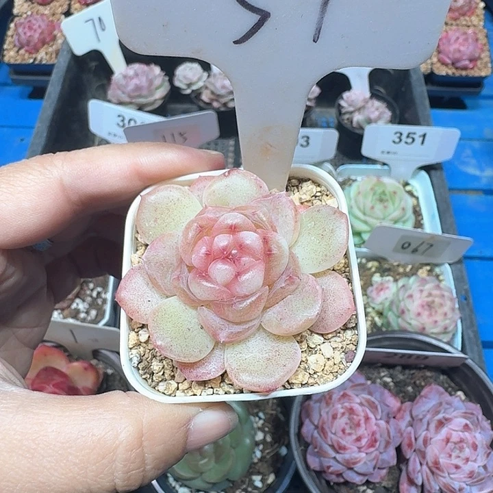 杂交多肉植物57号