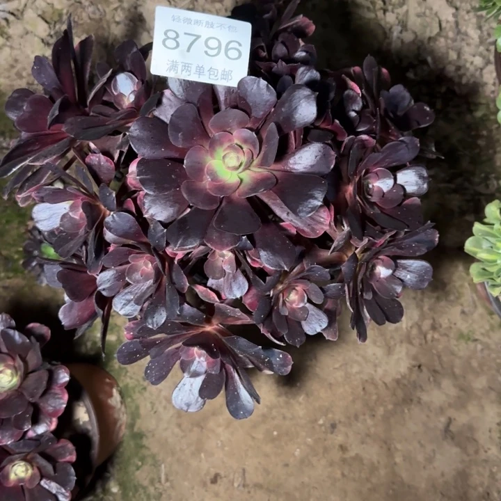 8796爱神多肉植物