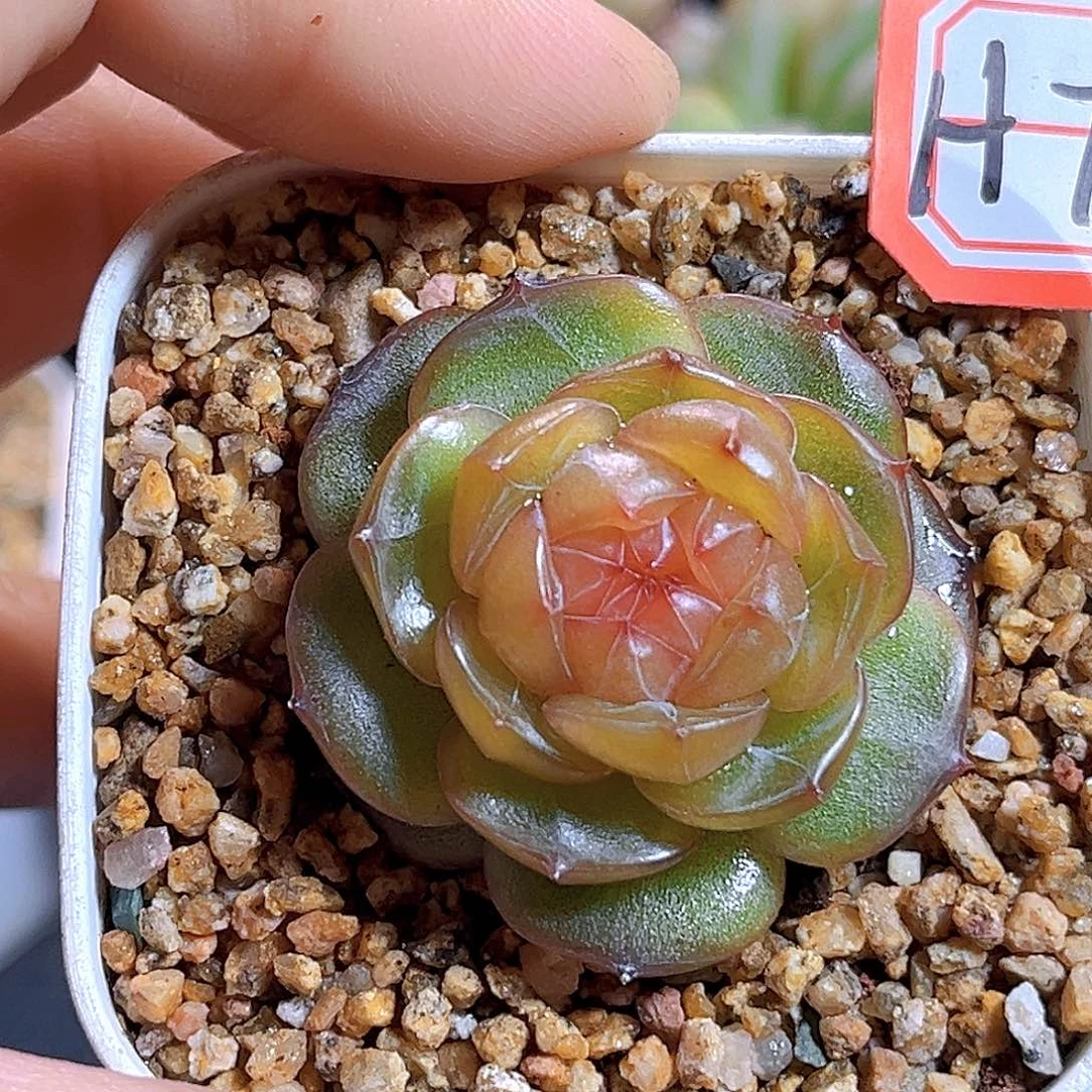 H711  榴月 满18包邮