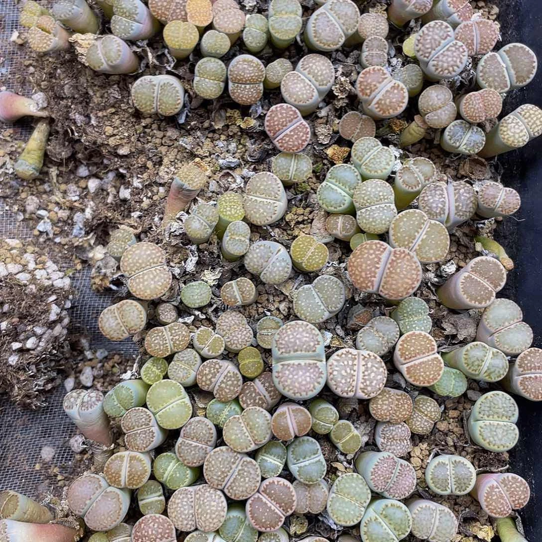 太***乐70700000花花花花花花