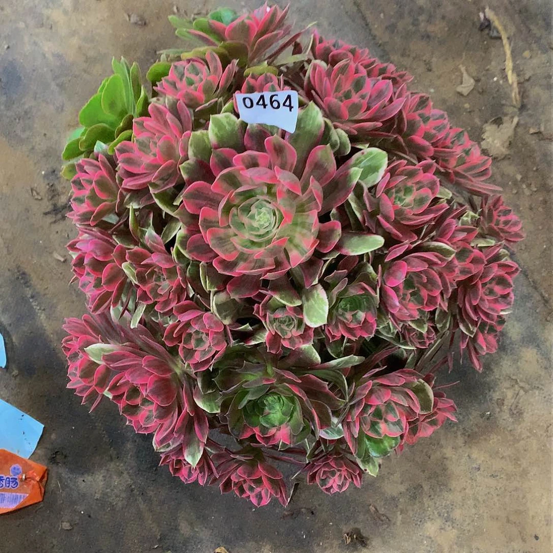 灼**华464花888888888888